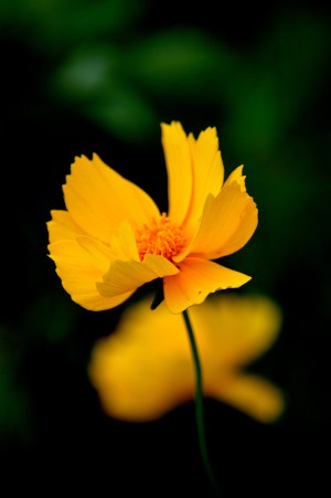 Yellow Cosmos